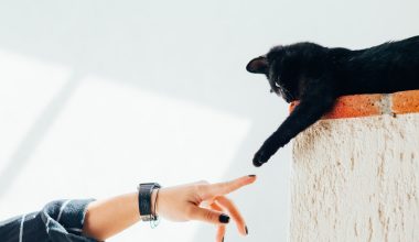 woman and cat joining hands