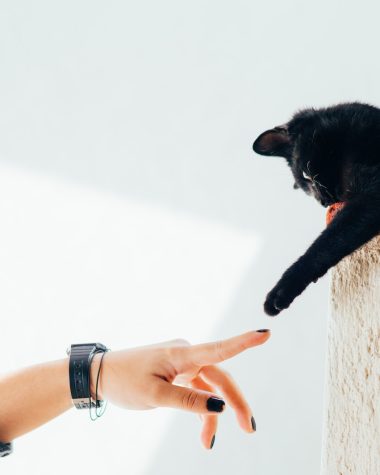 woman and cat joining hands
