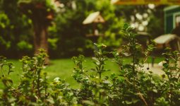 tilt shift lens photo of leaf