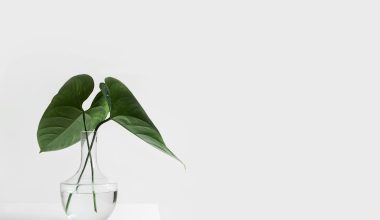 green leafed plant on clear glass vase filled with water