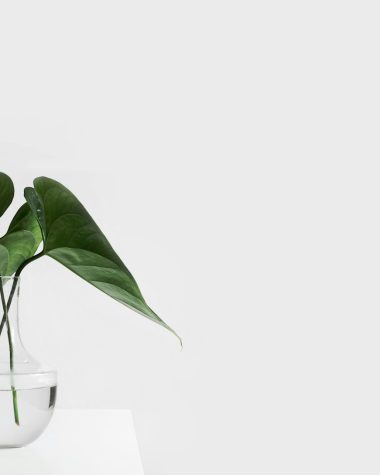 green leafed plant on clear glass vase filled with water