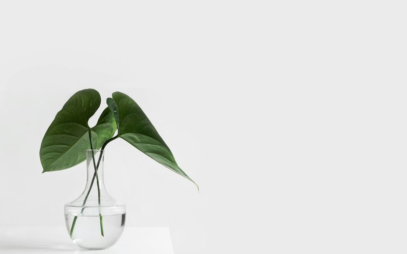 green leafed plant on clear glass vase filled with water